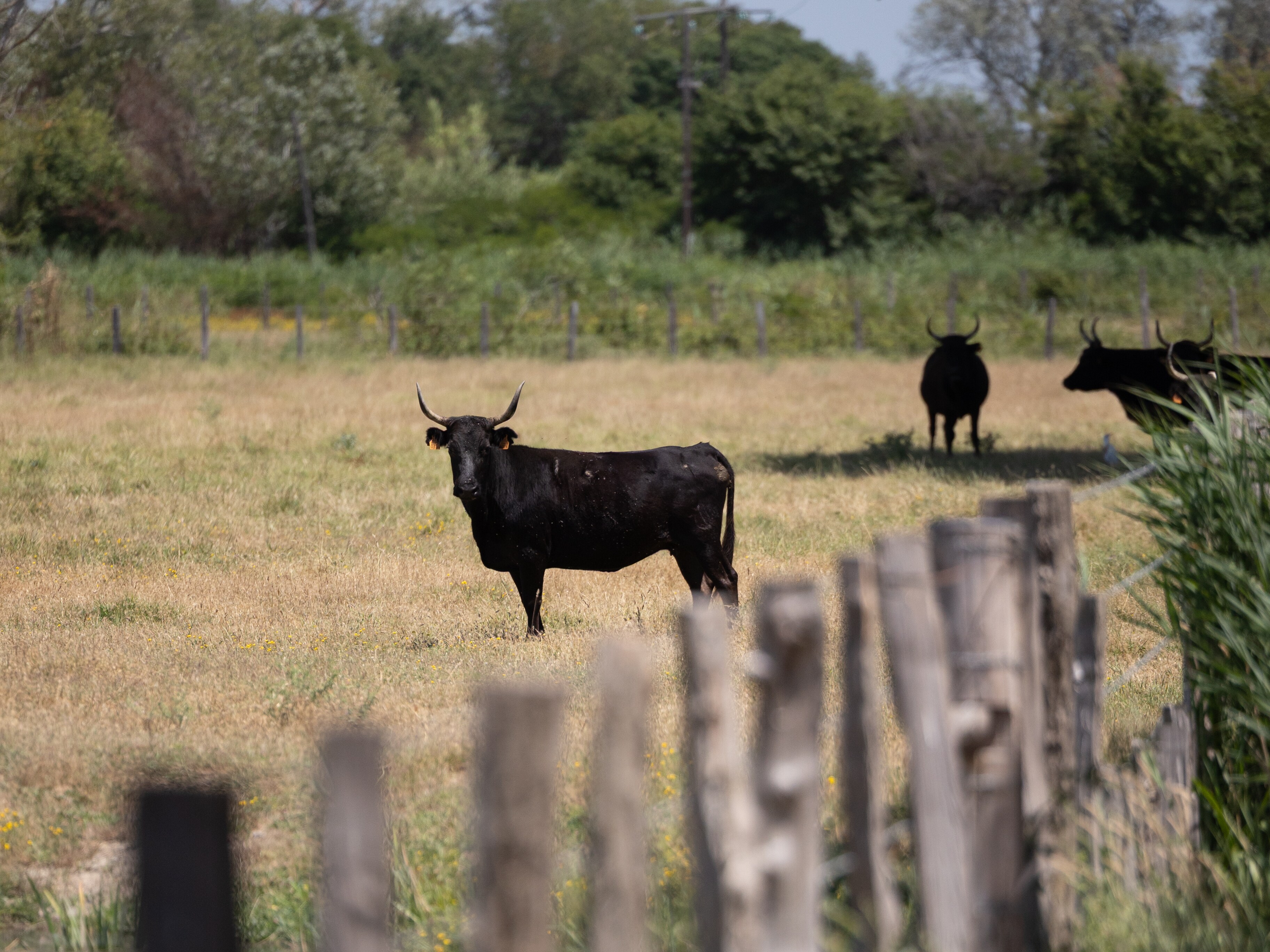 Camargue