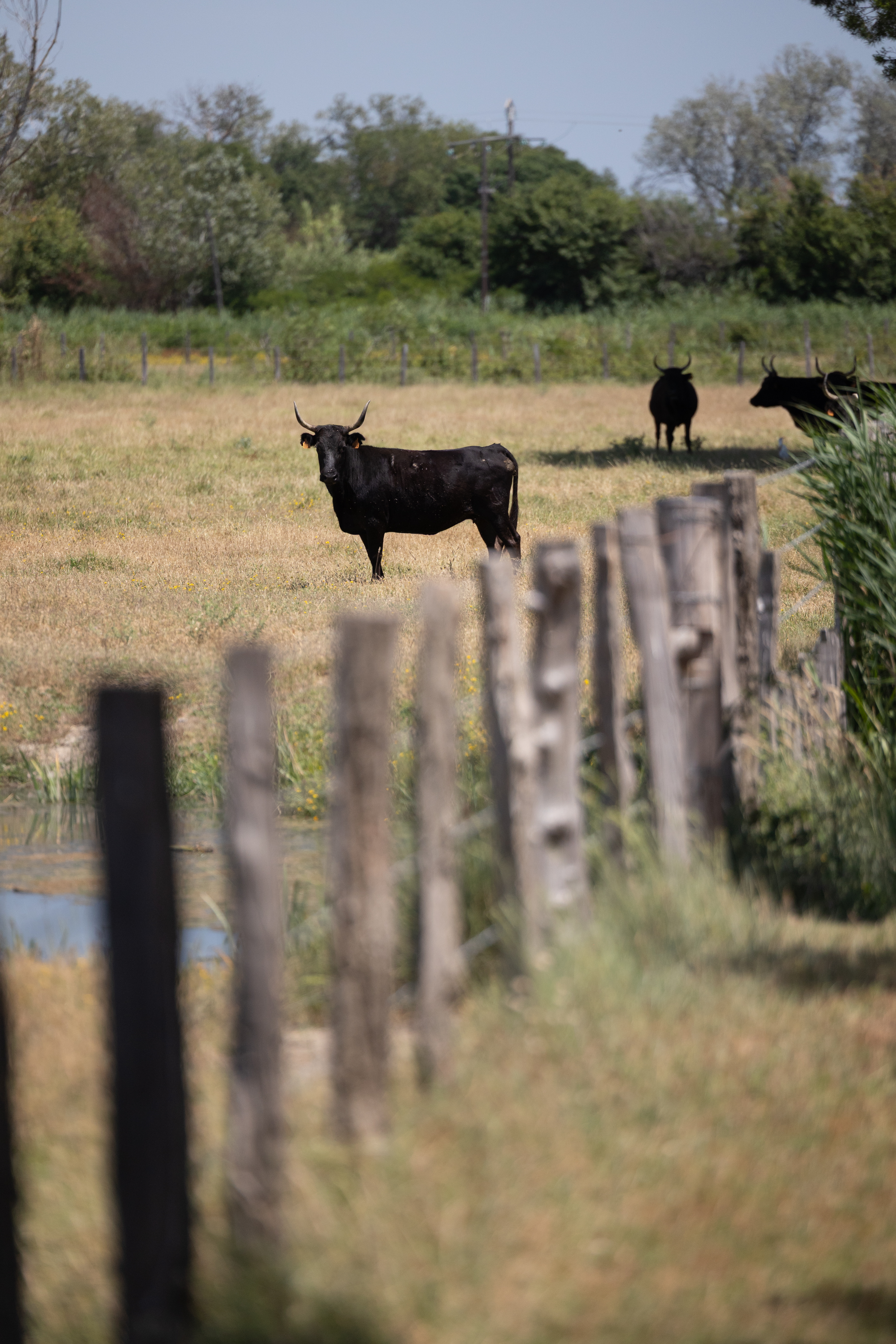 Camargue Camargue