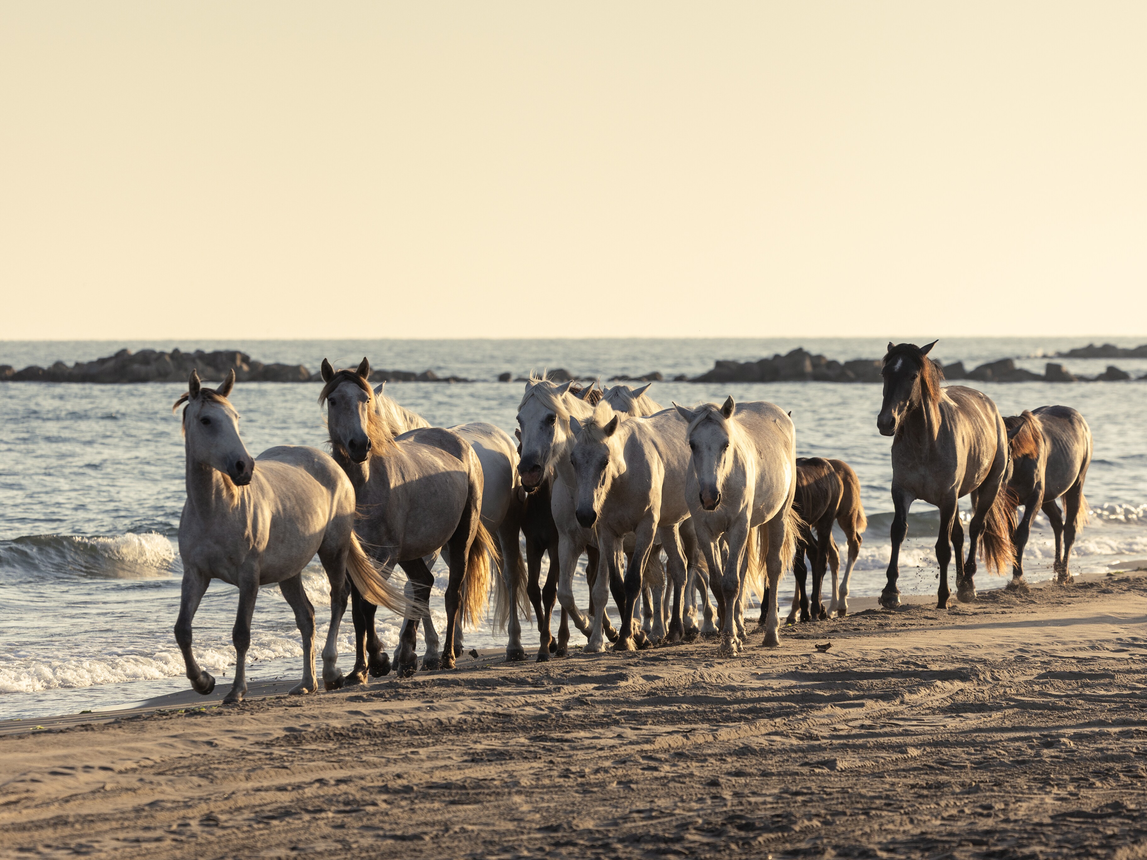 Roadtrip GLB & GLC en Camargue.